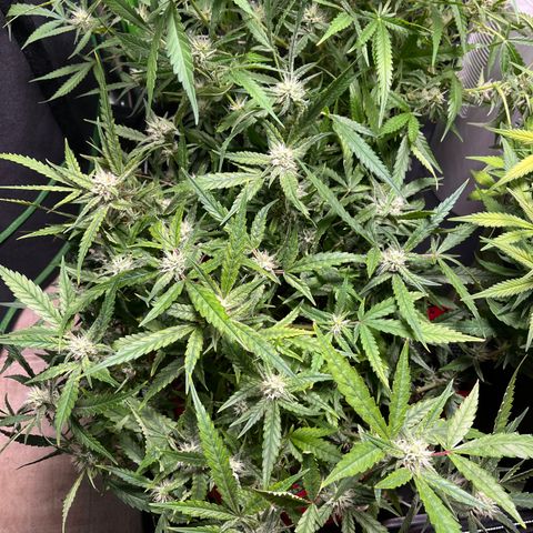 Amnesia Zkittlez Auto growlog timeline photo