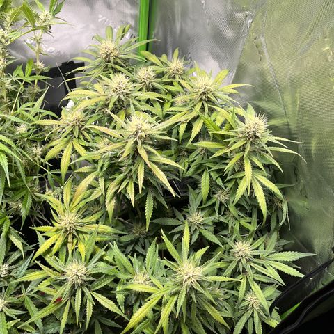 Auto Bruce Banner growlog timeline photo