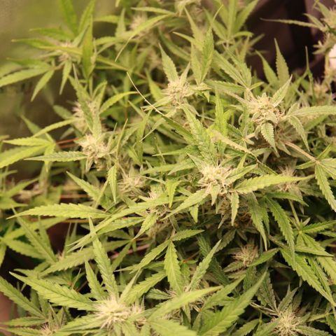 Amnesia Zkittlez Auto growlog timeline photo