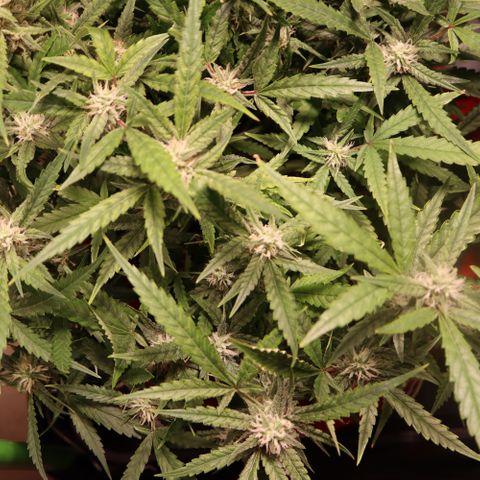 Amnesia Zkittlez Auto growlog timeline photo