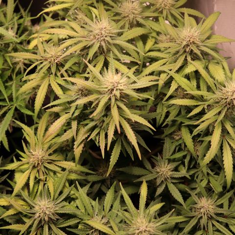 Auto Bruce Banner growlog timeline photo