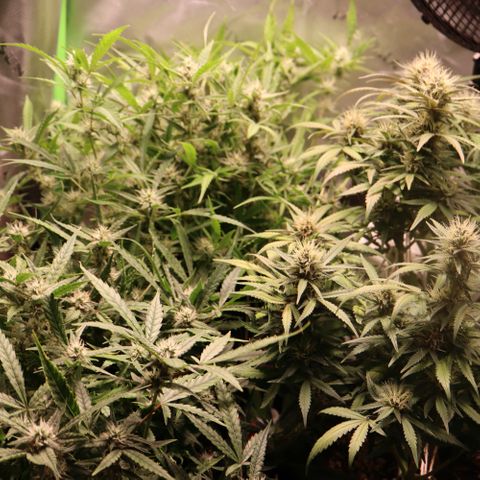 Auto Bruce Banner growlog timeline photo