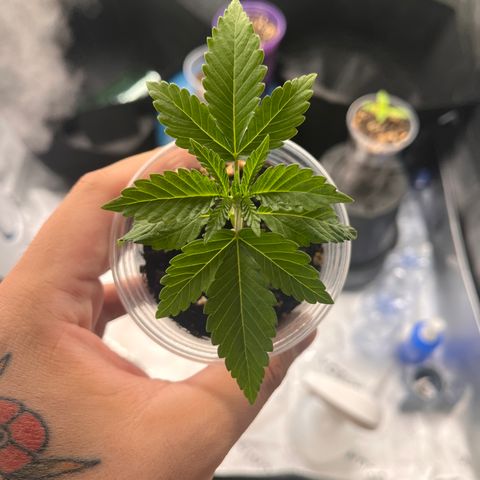 Gorilla Glue #4 growlog timeline photo