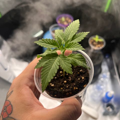 Gorilla Glue #4 growlog timeline photo