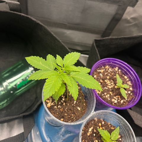 Gorilla Glue #4 growlog timeline photo