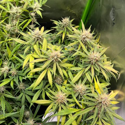 Auto Bruce Banner growlog timeline photo