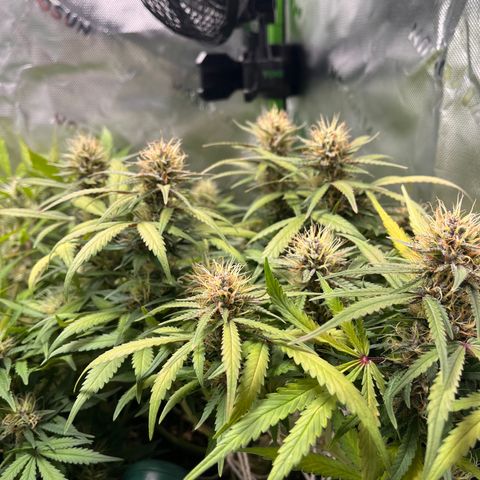 Auto Bruce Banner growlog timeline photo