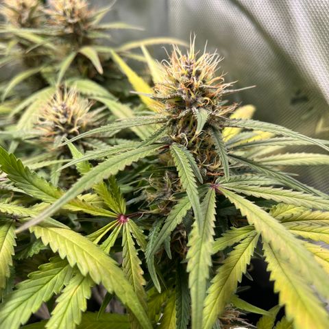 Auto Bruce Banner growlog timeline photo