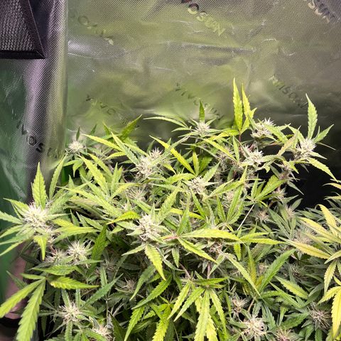Amnesia Zkittlez Auto growlog timeline photo