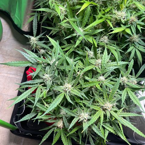Amnesia Zkittlez Auto growlog timeline photo
