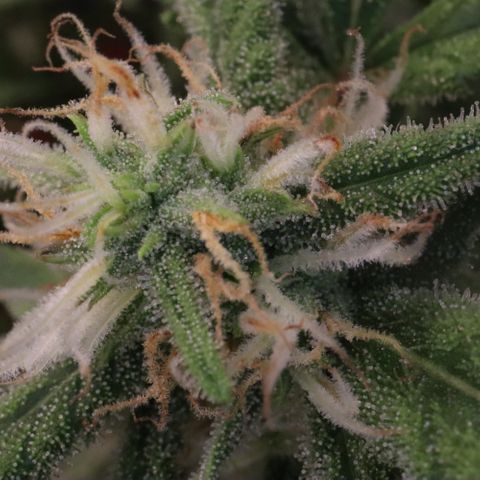 Amnesia Zkittlez Auto growlog timeline photo
