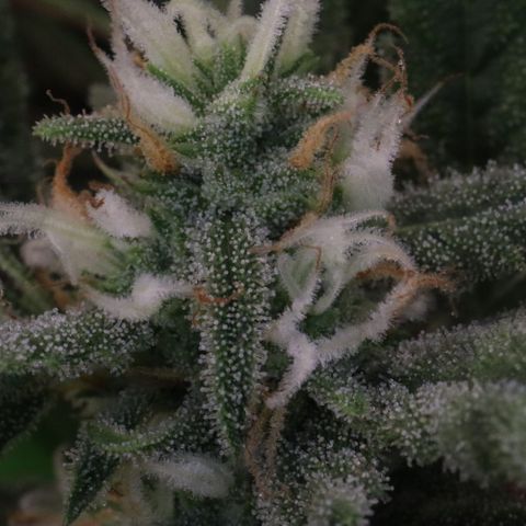 Amnesia Zkittlez Auto growlog timeline photo