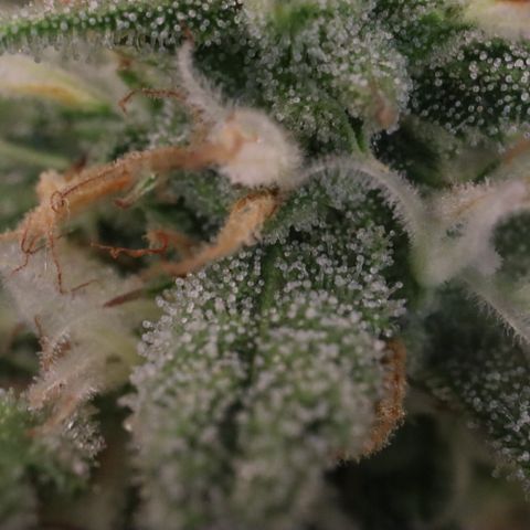 Amnesia Zkittlez Auto growlog timeline photo