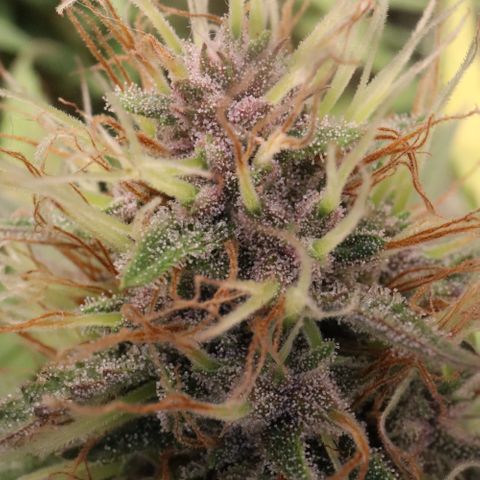 Auto Bruce Banner growlog timeline photo