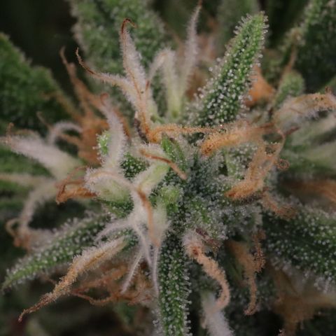 Amnesia Zkittlez Auto growlog timeline photo