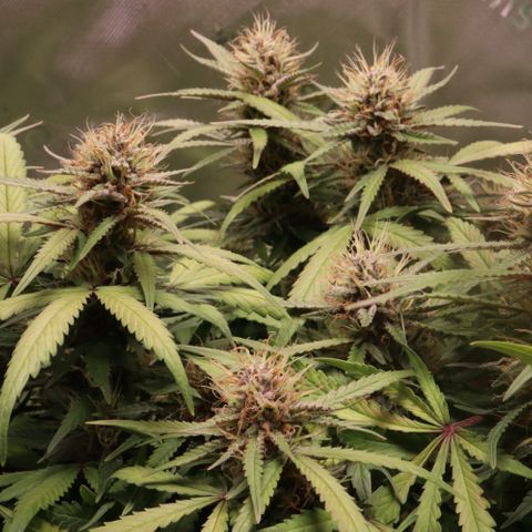 Auto Bruce Banner growlog timeline photo