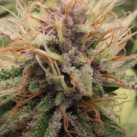 Auto Bruce Banner growlog timeline photo