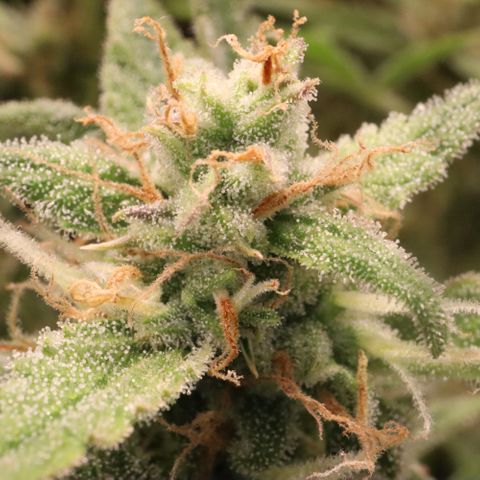 Amnesia Zkittlez Auto growlog timeline photo