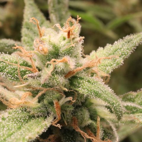 Amnesia Zkittlez Auto growlog timeline photo
