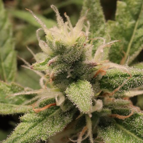 Amnesia Zkittlez Auto growlog timeline photo
