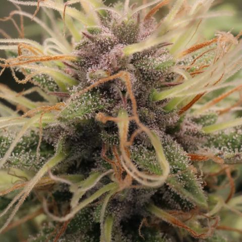 Auto Bruce Banner growlog timeline photo