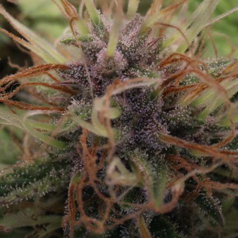 Auto Bruce Banner growlog timeline photo