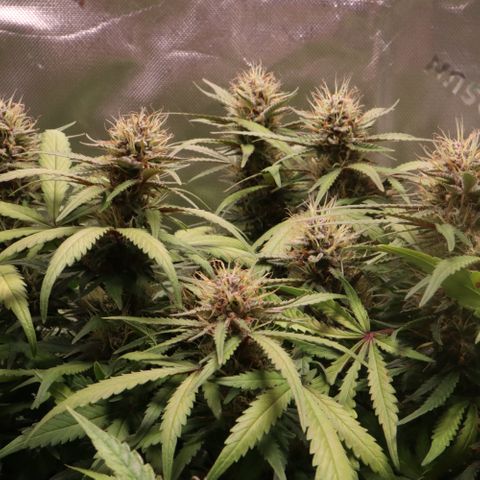 Auto Bruce Banner growlog timeline photo