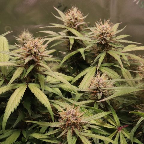 Auto Bruce Banner growlog timeline photo