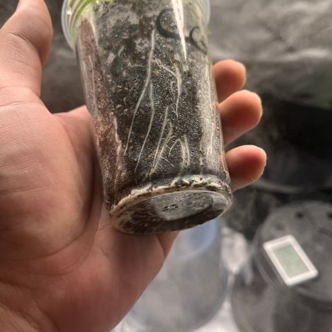 Gorilla Glue #4 growlog photo: Root found bottom 