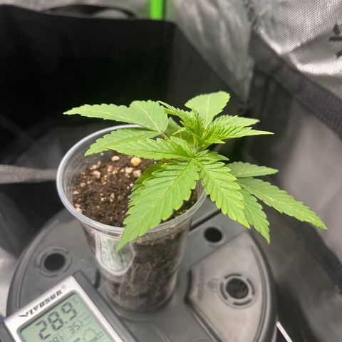 Gorilla Glue #4 growlog photo: Root found bottom 