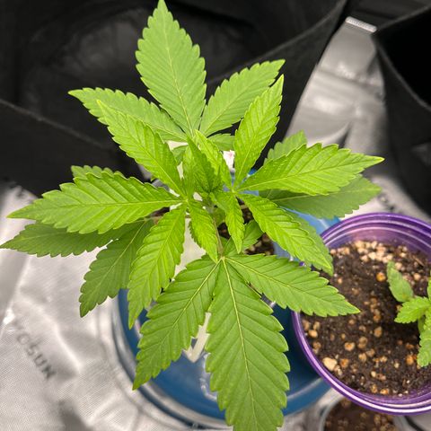 Gorilla Glue #4 growlog photo: Looking very healthy, lots of root development, very symmetrical. 4th node just started to sprout 