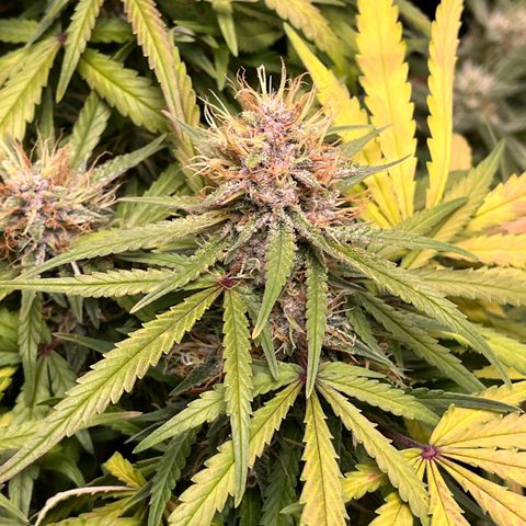 Auto Bruce Banner growlog photo: I believe it’s normal for the leaves to start yellowing in the last stage of flowering, but there are still three-ish weeks to go so gonna go with calcium lockout due to too acidic ph. I’ll try to fix on tomorrows watering 