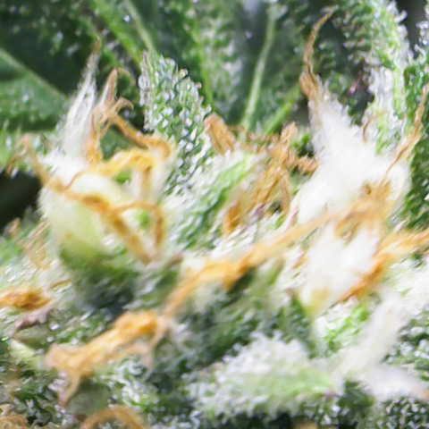 Amnesia Zkittlez Auto growlog timeline photo