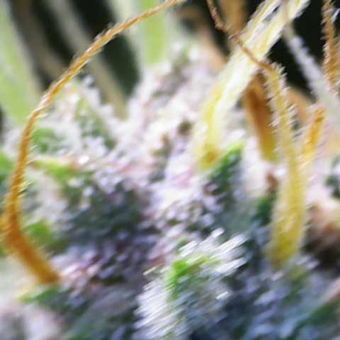 Auto Bruce Banner growlog timeline photo