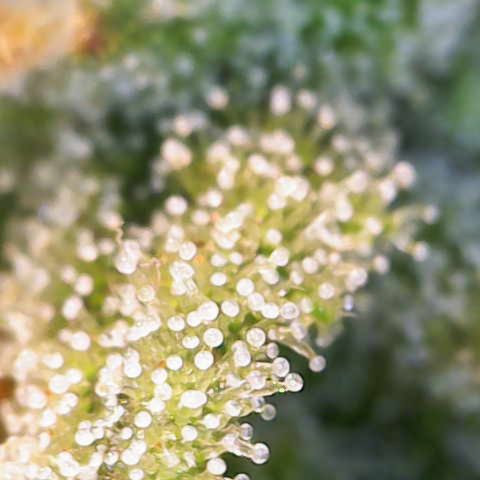 Amnesia Zkittlez Auto growlog timeline photo