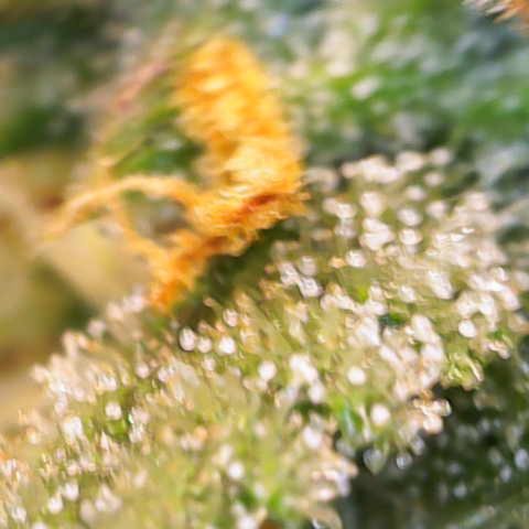 Amnesia Zkittlez Auto growlog timeline photo