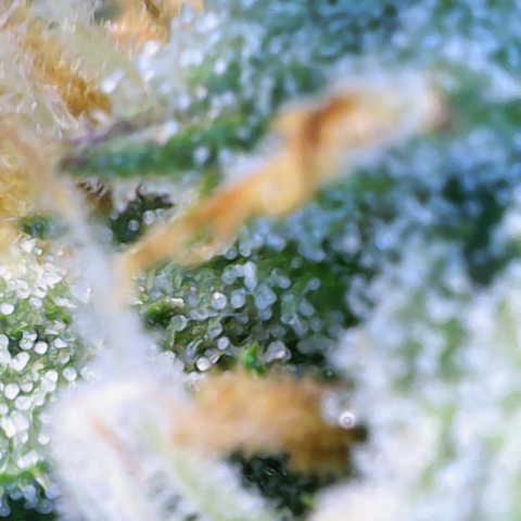 Amnesia Zkittlez Auto growlog timeline photo