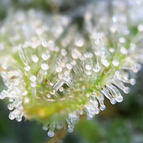 Amnesia Zkittlez Auto growlog timeline photo