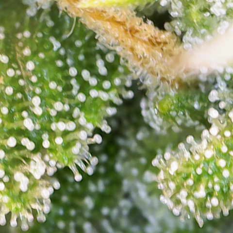 Amnesia Zkittlez Auto growlog timeline photo