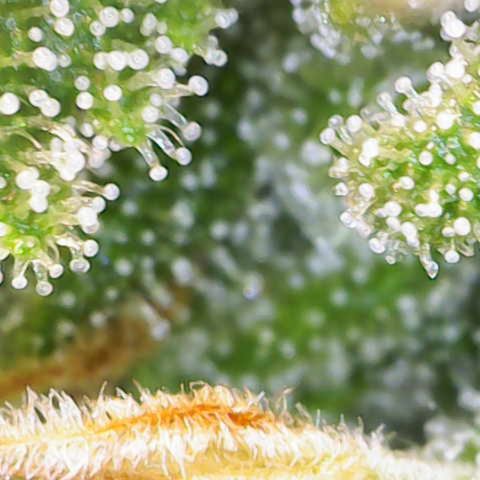 Amnesia Zkittlez Auto growlog timeline photo