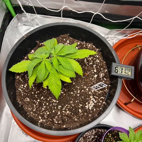 Gorilla Glue #4 growlog timeline photo