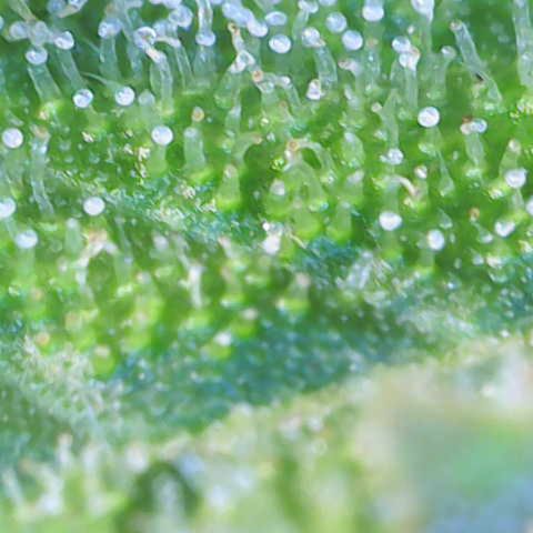 Amnesia Zkittlez Auto growlog timeline photo