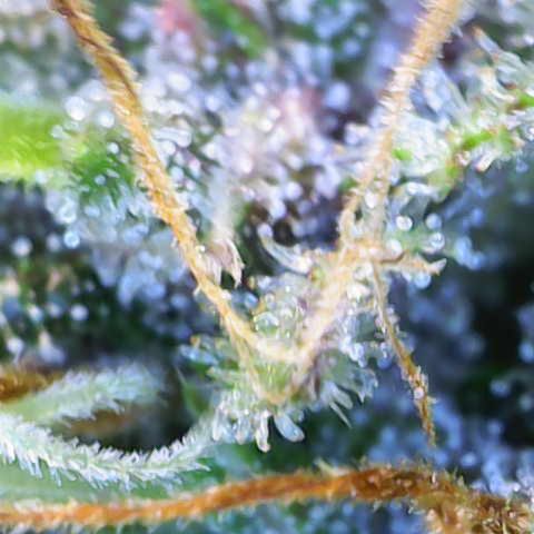 Amnesia Zkittlez Auto growlog timeline photo