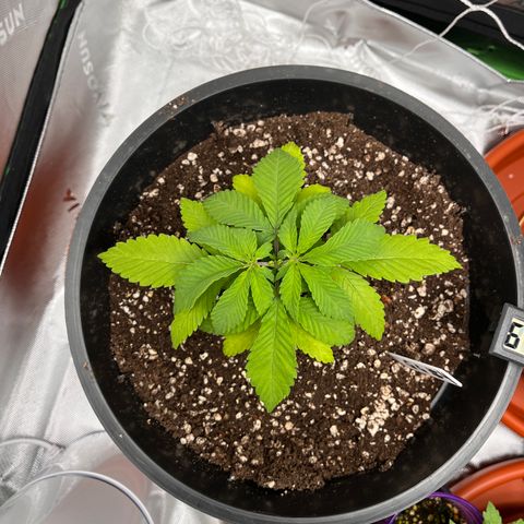 Gorilla Glue #4 growlog timeline photo