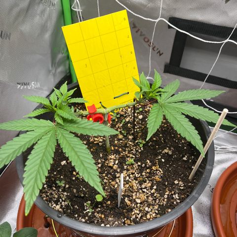 Gorilla Glue #4 growlog timeline photo