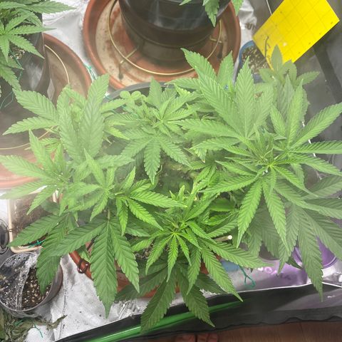 Gorilla Glue #4 growlog timeline photo