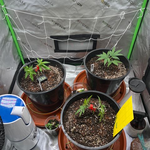 Gorilla Glue #4 growlog photo: Green gelato declared dead for this run's purpose, but gonna keep trying to care for it in a decorative bowl.