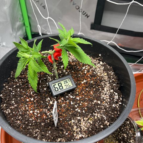 Gorilla Glue #4 growlog photo: Start LST for mainlining