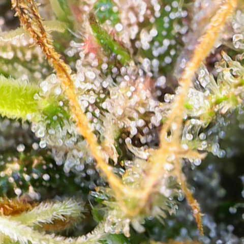 Amnesia Zkittlez Auto growlog timeline photo