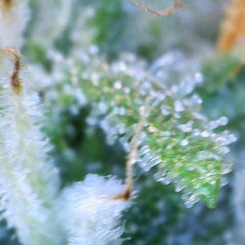 Amnesia Zkittlez Auto growlog timeline photo